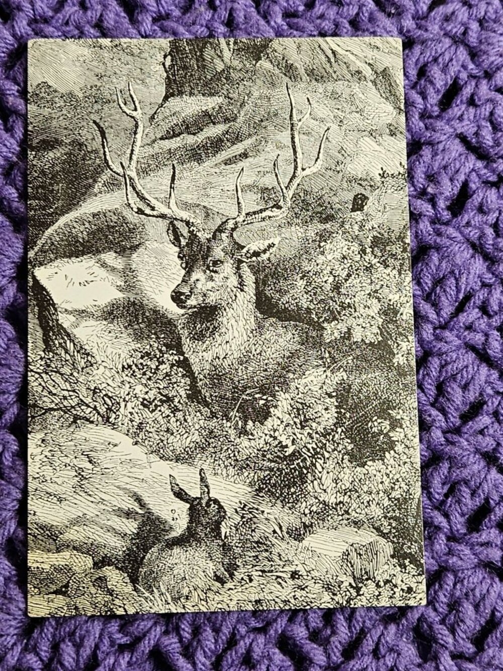 Deer and Hare Postcard